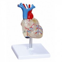 CORACAO TRANSPARENTE TGD 0322-T C/ 2 PARTES ANATOMIC